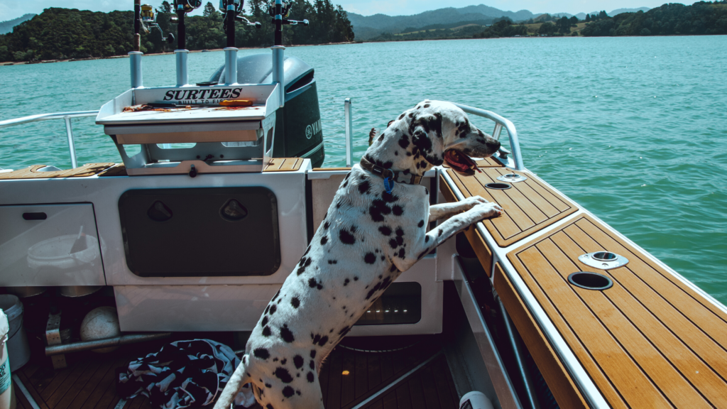 Top Boating Accessories For Your Dog - Galati Yachts