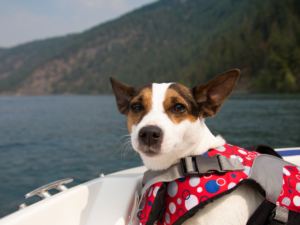  Dogs' Boating Accessories